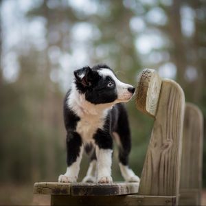 Preview wallpaper dog, puppy, spotted, bench