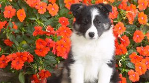 Preview wallpaper dog, puppy, spotted, flowers, grass