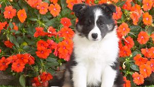 Preview wallpaper dog, puppy, spotted, flowers, grass