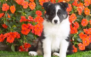 Preview wallpaper dog, puppy, spotted, flowers, grass