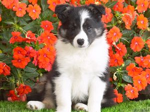 Preview wallpaper dog, puppy, spotted, flowers, grass