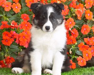 Preview wallpaper dog, puppy, spotted, flowers, grass