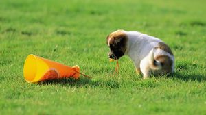 Preview wallpaper dog, puppy, toy, grass, curiosity