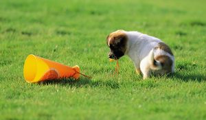 Preview wallpaper dog, puppy, toy, grass, curiosity