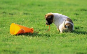 Preview wallpaper dog, puppy, toy, grass, curiosity