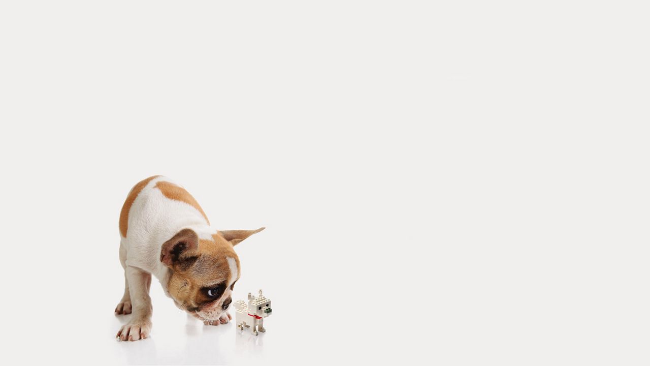 Wallpaper dog, puppy, toy