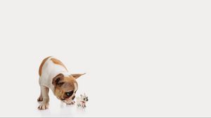 Preview wallpaper dog, puppy, toy