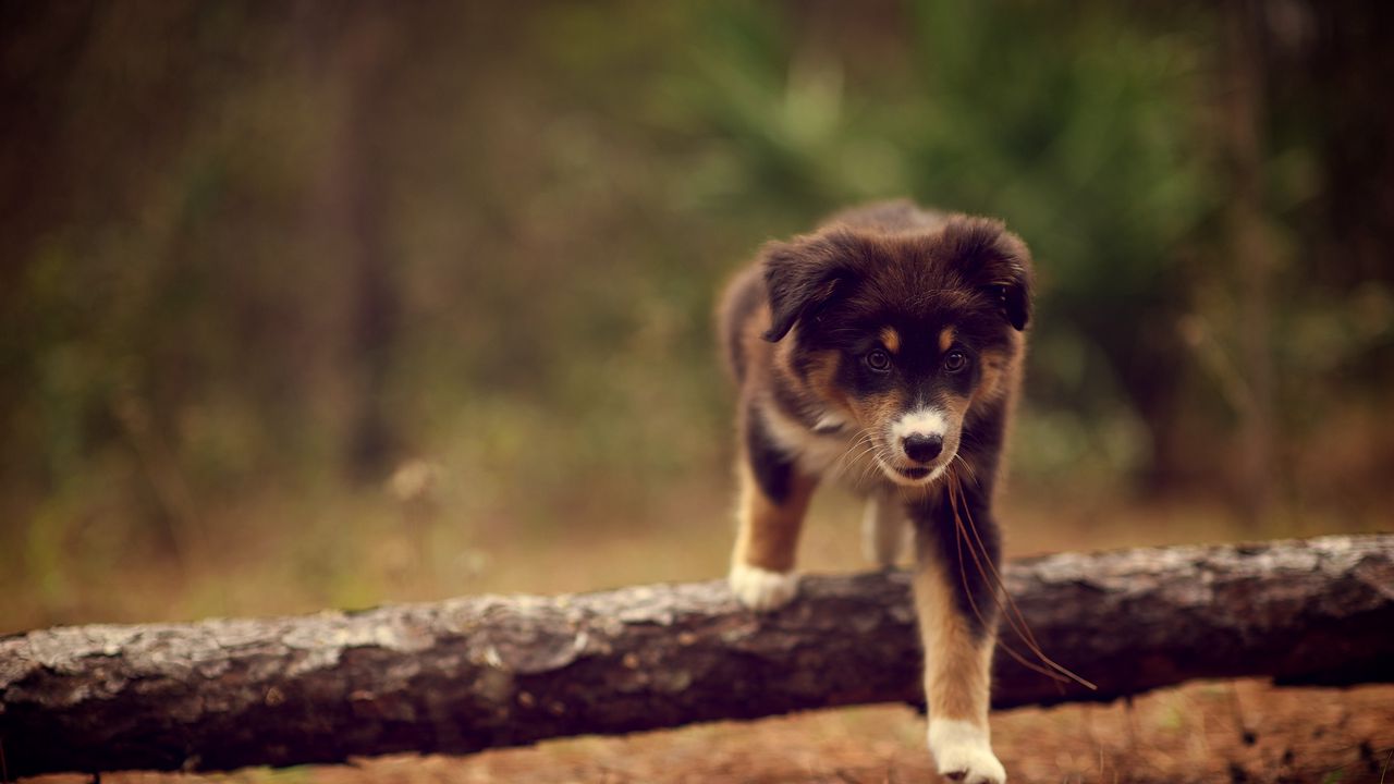 Wallpaper dog, puppy, walking, stick, nature, needles, dry