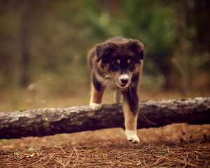 Preview wallpaper dog, puppy, walking, stick, nature, needles, dry