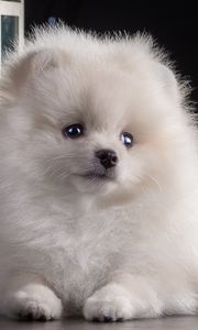 Preview wallpaper dog, puppy, white, beautiful