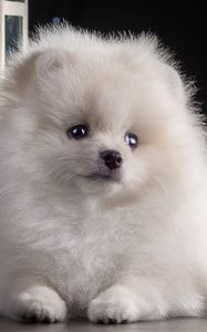 Preview wallpaper dog, puppy, white, beautiful