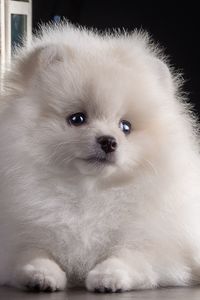 Preview wallpaper dog, puppy, white, beautiful