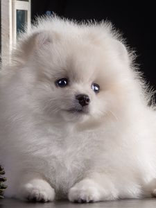 Preview wallpaper dog, puppy, white, beautiful