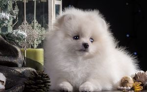 Preview wallpaper dog, puppy, white, beautiful