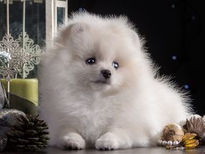 Preview wallpaper dog, puppy, white, beautiful