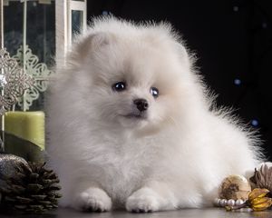 Preview wallpaper dog, puppy, white, beautiful