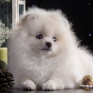 Preview wallpaper dog, puppy, white, beautiful