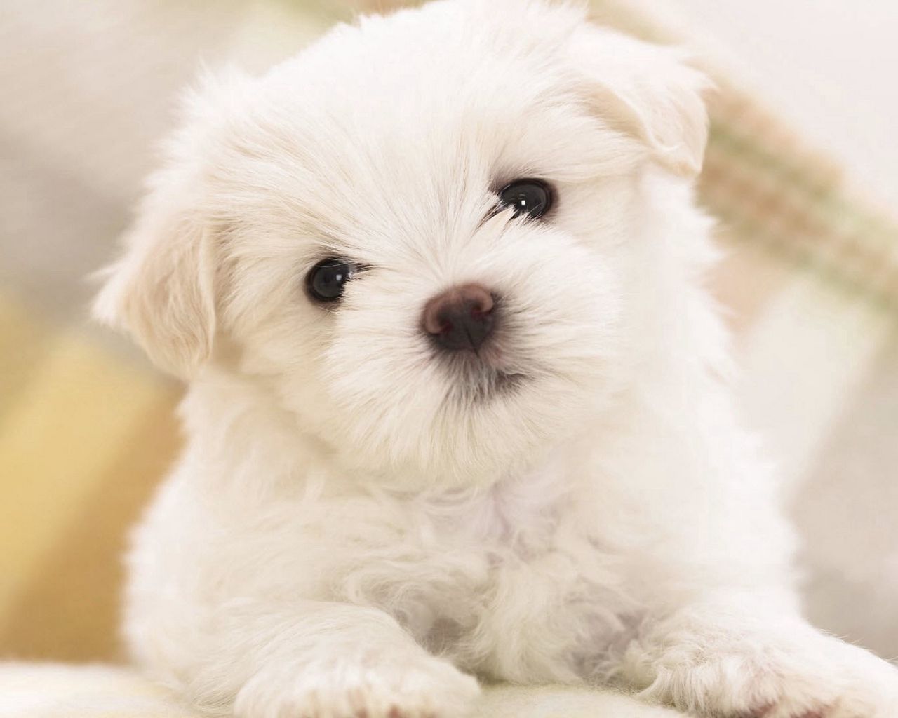 Bức ảnh white puppy wallpaper với chú chó con trắng tinh khôi sẽ làm tan chảy trái tim của bạn. Hình ảnh đầy đáng yêu và những cánh hoa trên nền trắng nhẹ nhàng tạo nên một không gian đáng yêu và ấm áp.