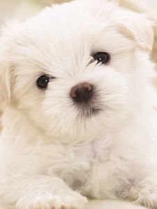 Dog old mobile, cell phone, smartphone wallpapers hd, desktop backgrounds  240x320, images and pictures