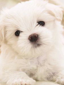 Preview wallpaper dog, puppy, white, baby