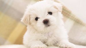 Preview wallpaper dog, puppy, white, baby