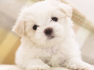 Preview wallpaper dog, puppy, white, baby