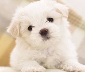 Preview wallpaper dog, puppy, white, baby