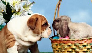 Preview wallpaper dog, rabbit, eggs, easter, basket