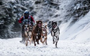 Preview wallpaper dog, racing, snow sports