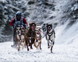 Preview wallpaper dog, racing, snow sports