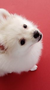 Preview wallpaper dog, red background, fluff