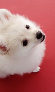 Preview wallpaper dog, red background, fluff