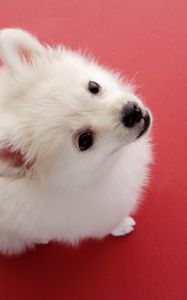 Preview wallpaper dog, red background, fluff