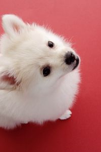 Preview wallpaper dog, red background, fluff