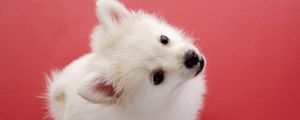 Preview wallpaper dog, red background, fluff