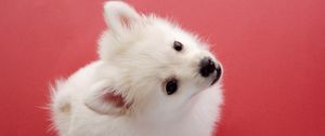 Preview wallpaper dog, red background, fluff