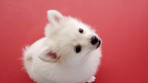 Preview wallpaper dog, red background, fluff