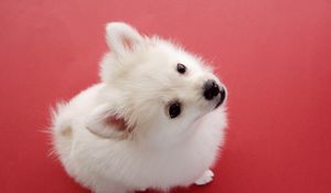 Preview wallpaper dog, red background, fluff