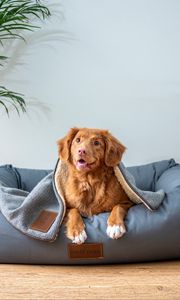 Preview wallpaper dog, red, funny, face