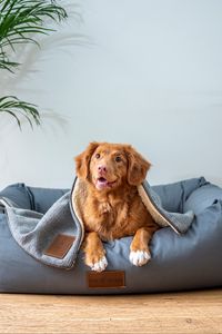 Preview wallpaper dog, red, funny, face