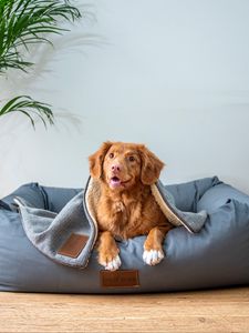 Preview wallpaper dog, red, funny, face