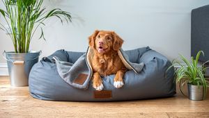 Preview wallpaper dog, red, funny, face