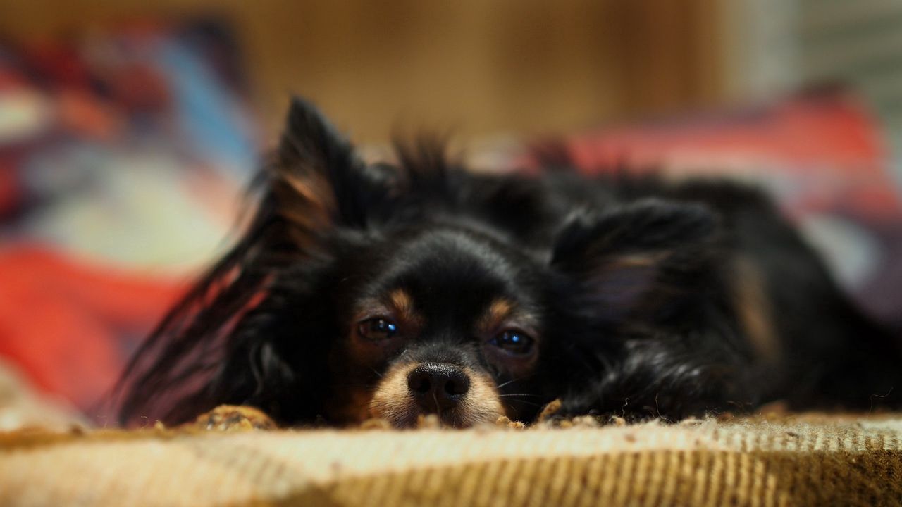 Wallpaper dog, rest, face, furry