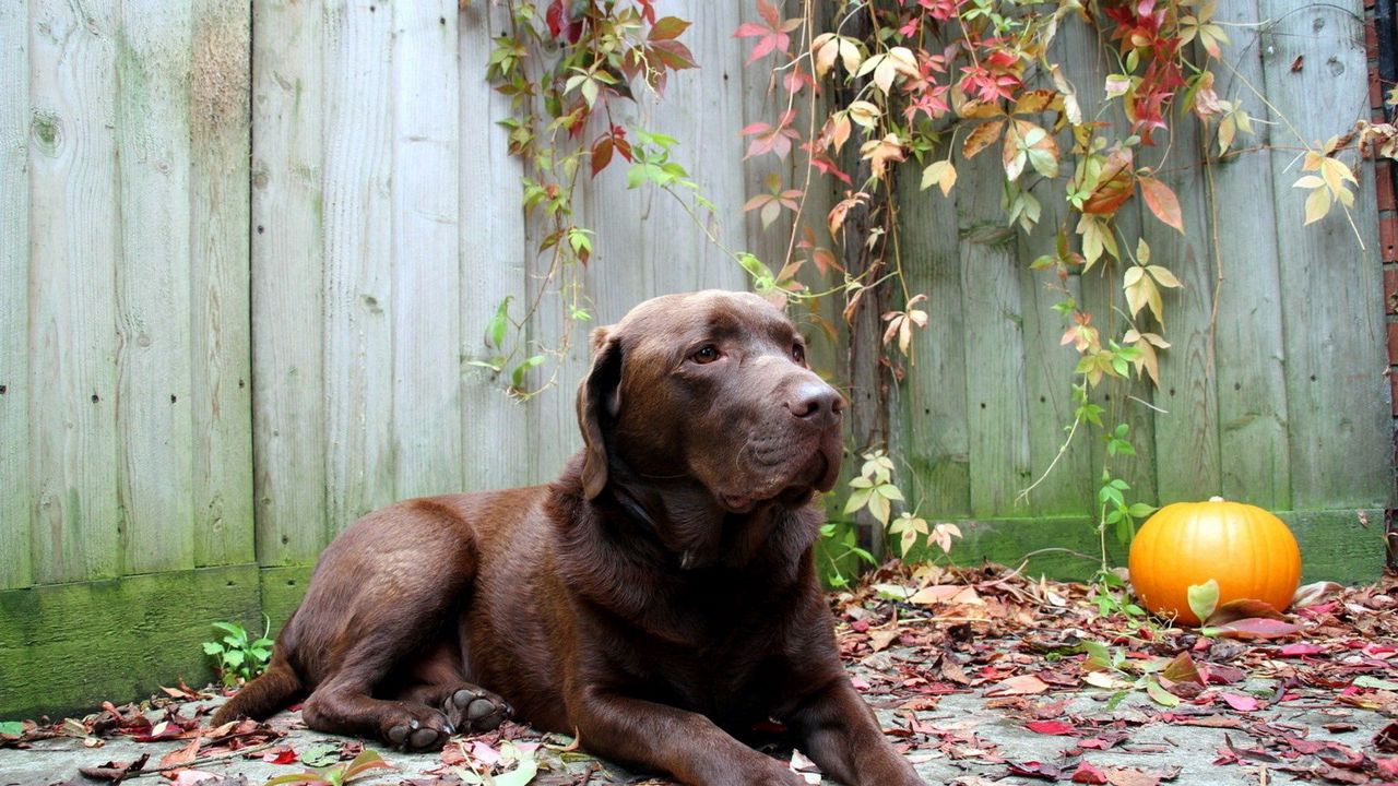 Wallpaper dog, rest, leaves, autumn