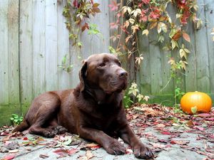 Preview wallpaper dog, rest, leaves, autumn