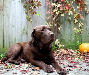 Preview wallpaper dog, rest, leaves, autumn