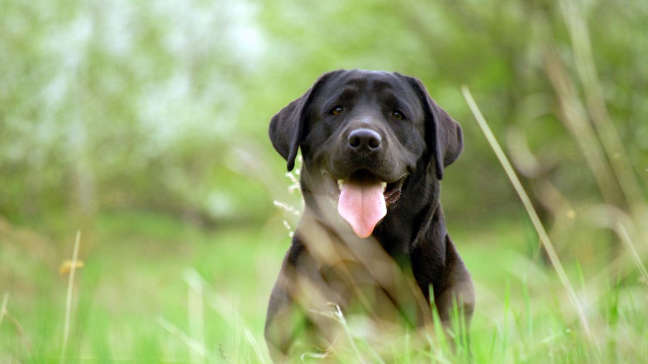 Wallpaper dog, retriever, face, grass