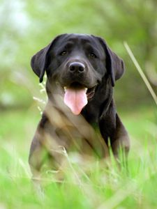 Preview wallpaper dog, retriever, face, grass