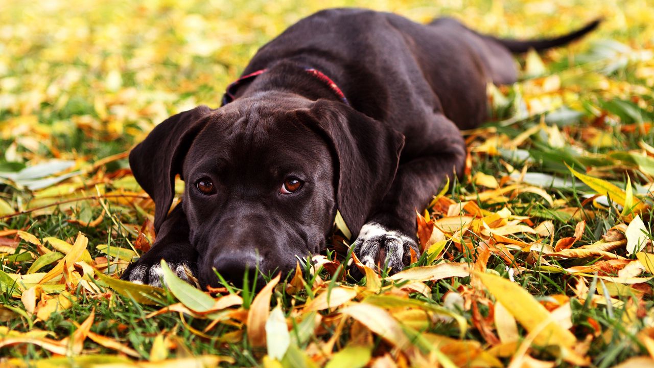 Wallpaper dog, retriever, face, grass, lie