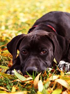 Preview wallpaper dog, retriever, face, grass, lie